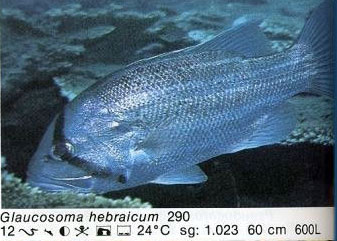 Glaucosoma hebraicum